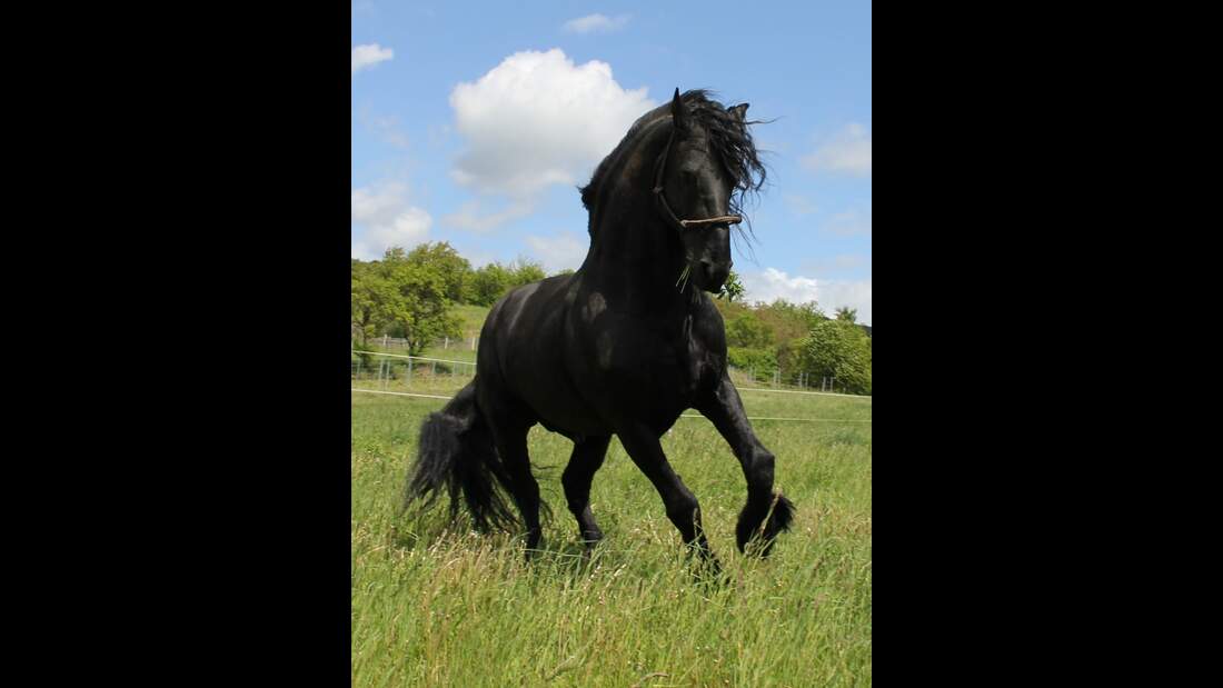 So galoppieren Sie entspannt an und durch cavallo.de