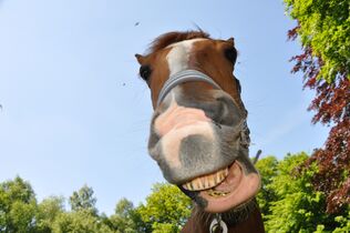 Mein Pferd Fotowettbewerb