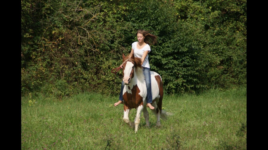 CAV CEWE Fotowettbewerb 2013 Leserfotos Lena Lautenschlager - Lesertext: \"Wenn der Mensch je eine große Eroberung gemacht hat,
so ist es die,
dass er sich das Pferd zum Freund gewonnen hat. \"
(Unbekannt)


Das ist mein Pferd Jabonero, einmal mit seiner