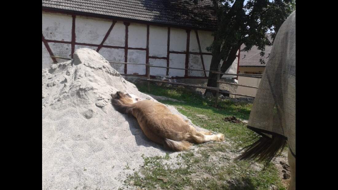 CAV CEWE Fotowettbewerb 2013 Leserfotos Linda Schumacher-Gernth - Lesertext: Unser Fohlen Diamond auf seinem Sandhaufen, er liegt entweder wie auf einem Sofa drauf oder steht wie eine Bergziehe ganz oben drauf. eigentlich wollen wir den Sand im Paddock ve