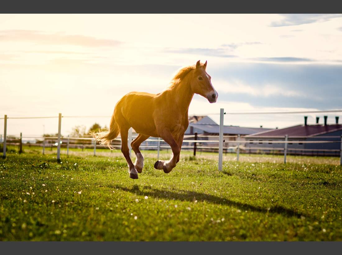 Wie Lange Kann Ein Pferd Galoppieren So galoppieren Sie entspannt an und durch - cavallo.de