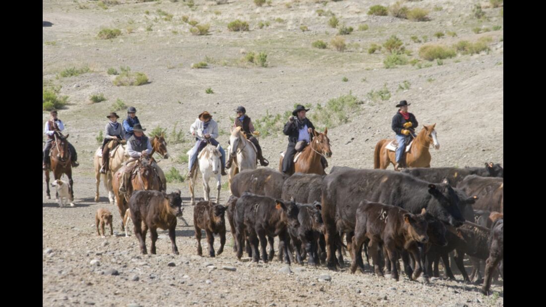 CAV Cattle Drive Western Horsemanship Montana Rinder MS_01