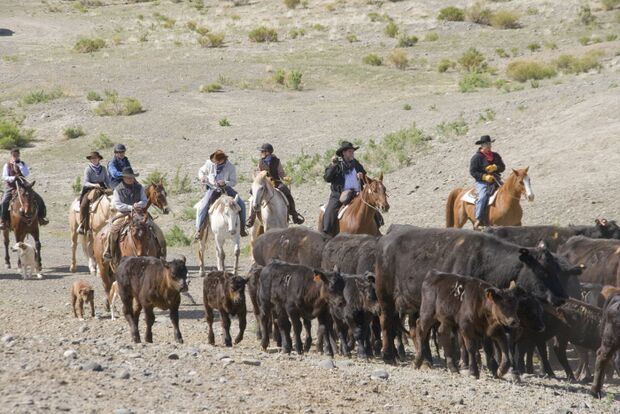 CAV Cattle Drive Western Horsemanship Montana Rinder MS_01
