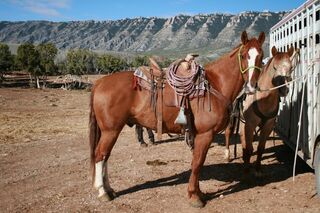 CAV Cattle Drive Western Horsemanship Montana Rinder MS_03
