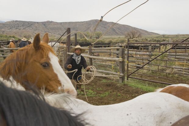 CAV Cattle Drive Western Horsemanship Montana Rinder MS_06