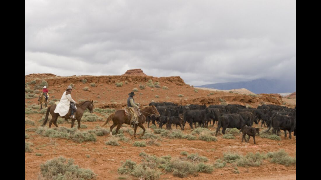 CAV Cattle Drive Western Horsemanship Montana Rinder MS_07