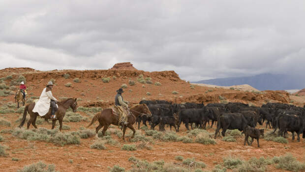 Montane Rinder Cattledrive Montana: Wenn Cowboys Rinder hüten | cavallo.de
