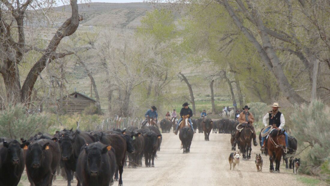 CAV Cattle Drive Western Horsemanship Montana Rinder MS_08