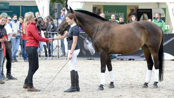 CAV Cavallo Cup 2014 Siegerehrung