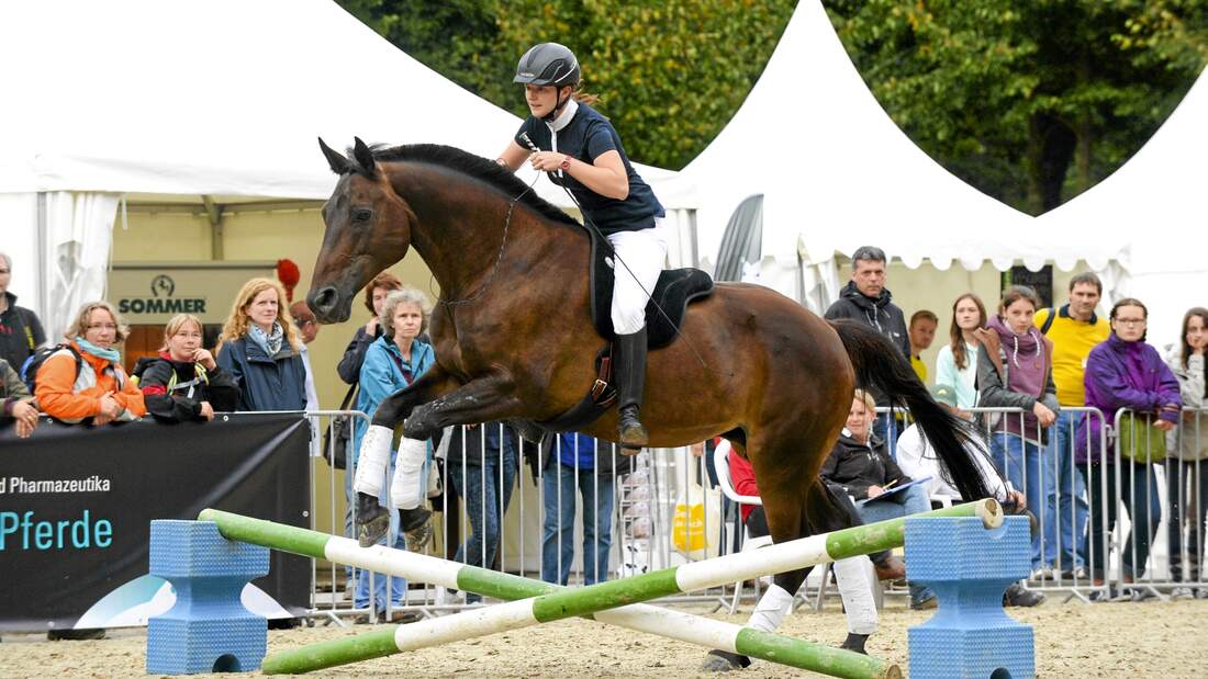 Cavallo anzeigen er sucht sie