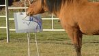 CAV Cholla das malende Pferd