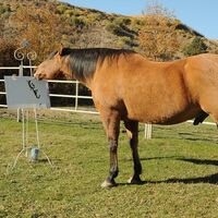 CAV Cholla das malende Pferd