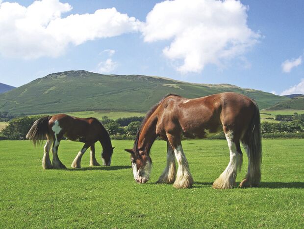 CAV Clydesdale_14 Cumbrian Heavy Horses