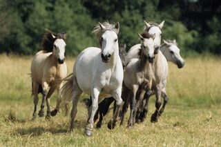 CAV Connemara Pony Weide Galopp Herde