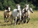 CAV Connemara Pony Weide Galopp Herde