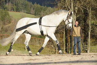 CAV Corinna Lehmann Bandage CoraLe 1