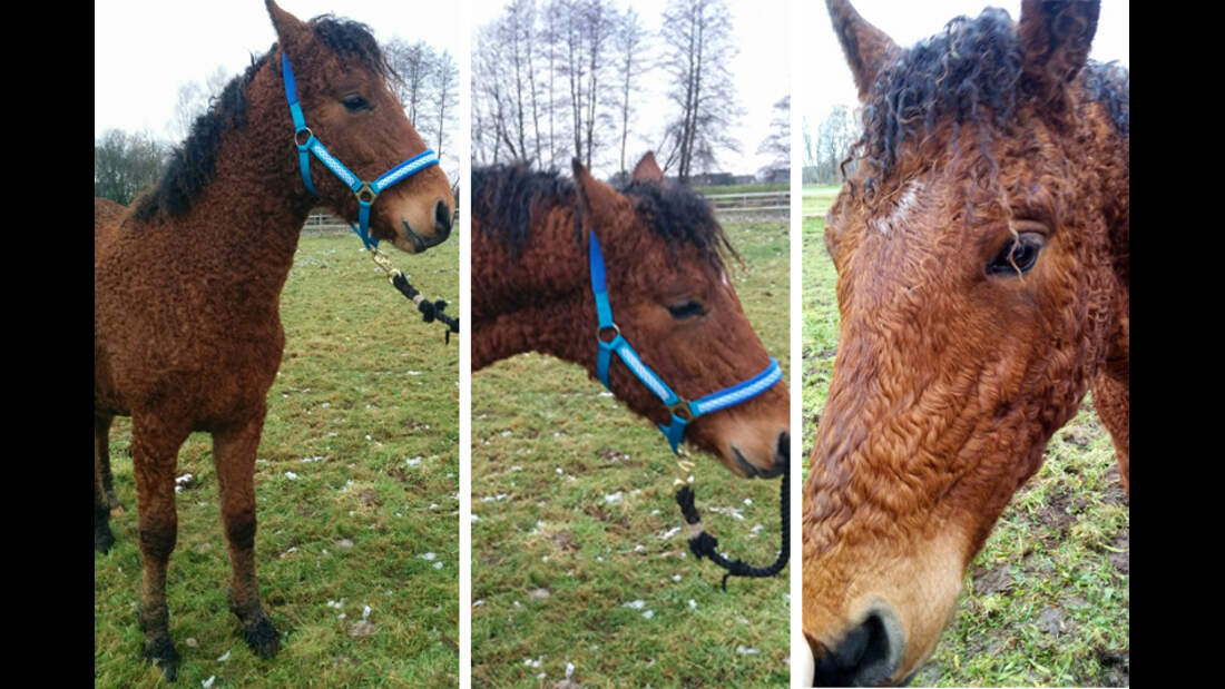 CAV Curly Horses Leserfotos Katharina Schubert