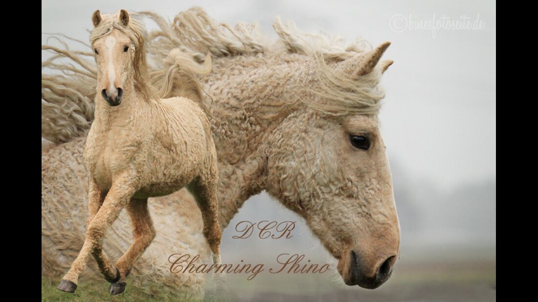 CAV Curly Horses Leserfotos Sylvia Hentzschel-Bahrs 1