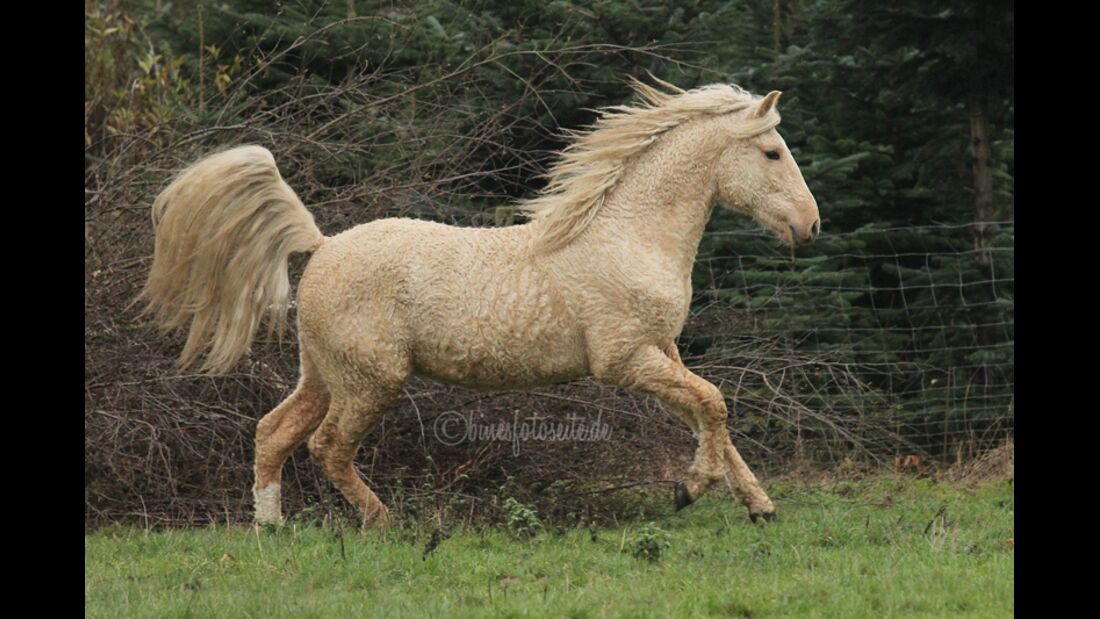 CAV Curly Horses Leserfotos Sylvia Hentzschel-Bahrs 2