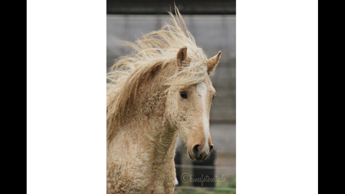 CAV Curly Horses Leserfotos Sylvia Hentzschel-Bahrs 3