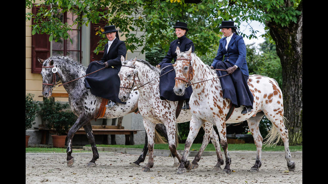 CAV-Damensattel-Reittag-2013-8 (jpg)
