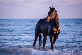 CAV Djerba Haschgalull Adhem