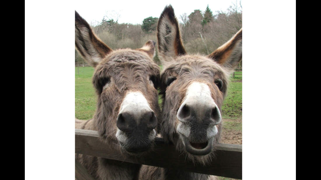 CAV Donkey Sanctuary 11