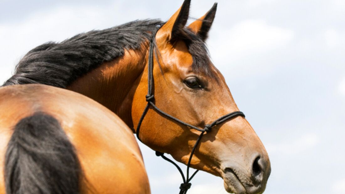 CAV Doping Nada Pferd Training Knotenhalfter Warmblut