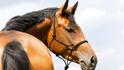 CAV Doping Nada Pferd Training Knotenhalfter Warmblut