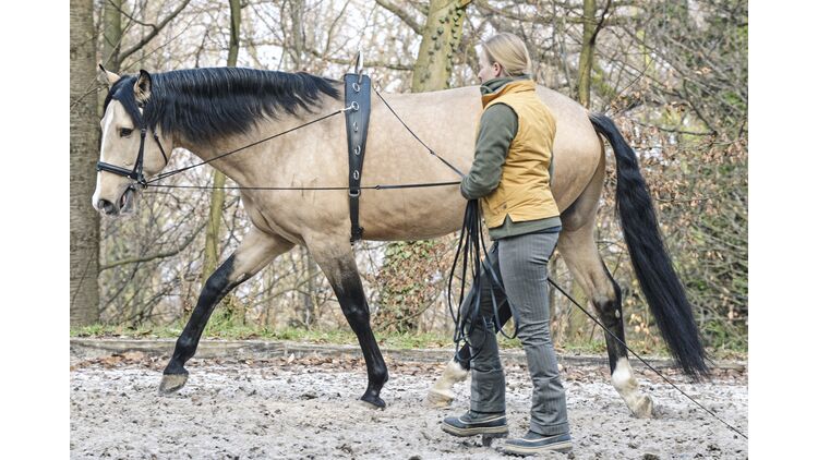 Rücken Trainieren Pferd