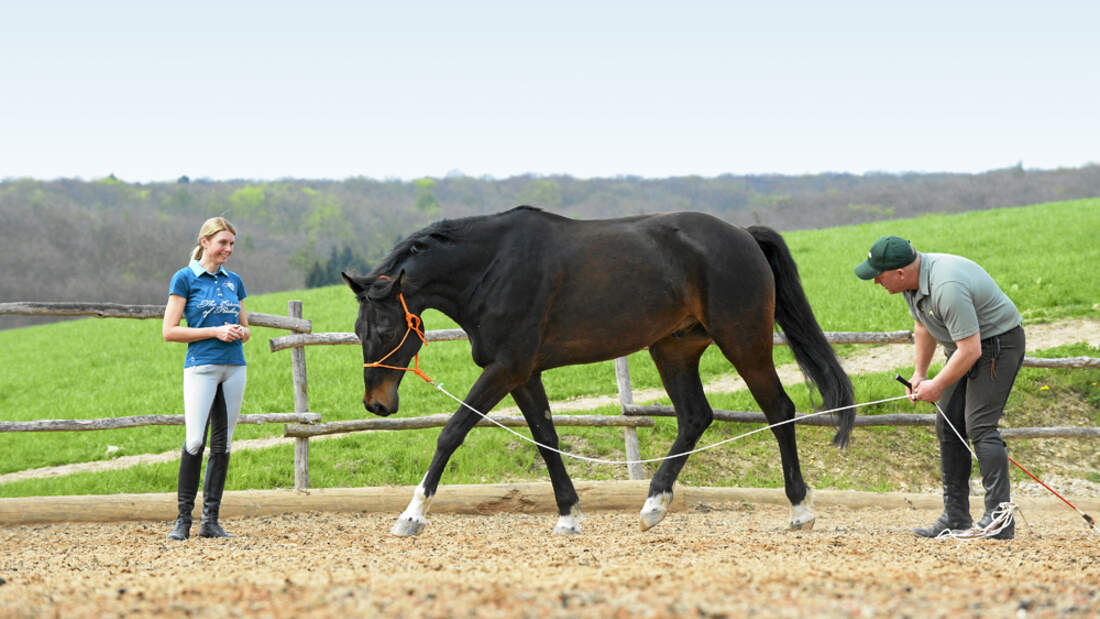 CAV Dressur Horsemanship 3