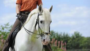 CAV Dressur Schimmel Trense Pferd