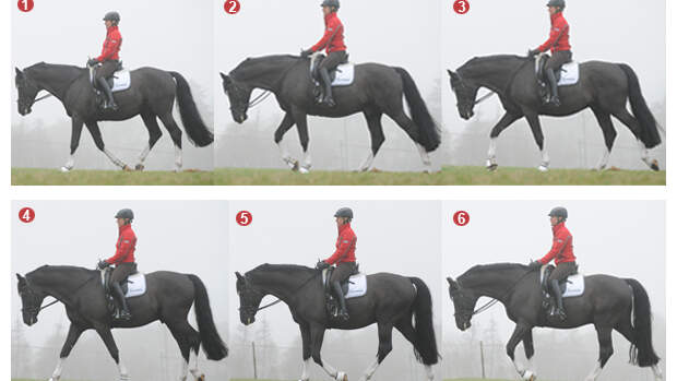 Schritt Als Spiegel Des Pferds Cavallo De