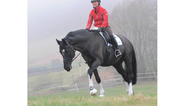 Schritt Als Spiegel Des Pferds Cavallo De