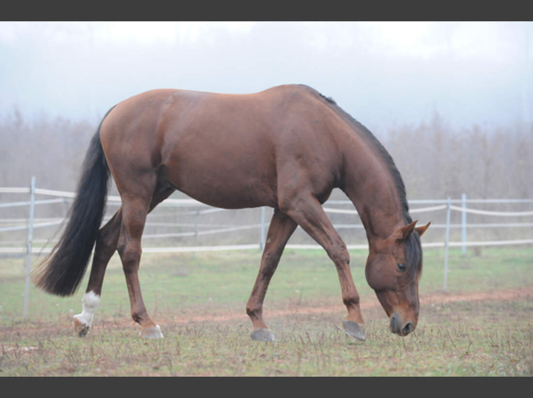 Schritt Als Spiegel Des Pferds Cavallo De