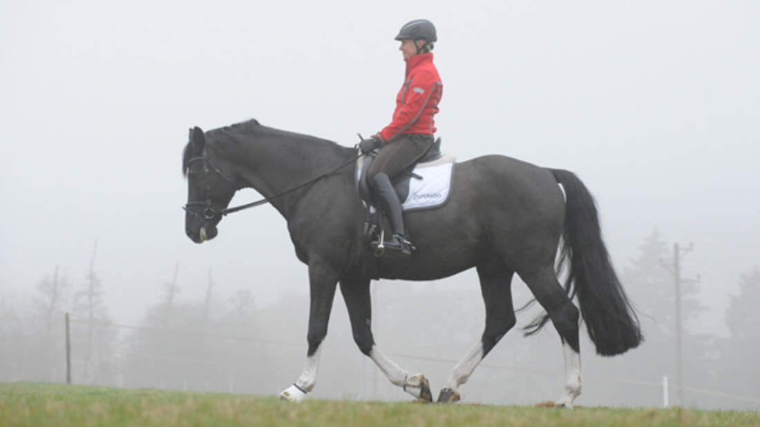 Schritt Als Spiegel Des Pferds Cavallo De