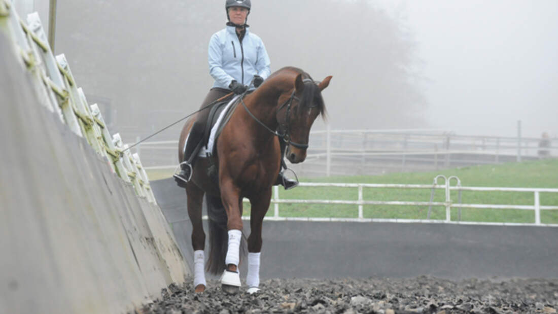 Schritt Als Spiegel Des Pferds Cavallo De