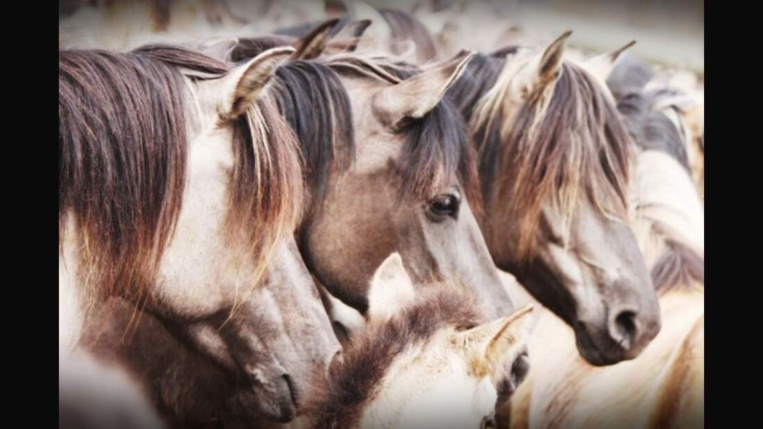 CAV Dülmener Wildpferde Rasse Pferd