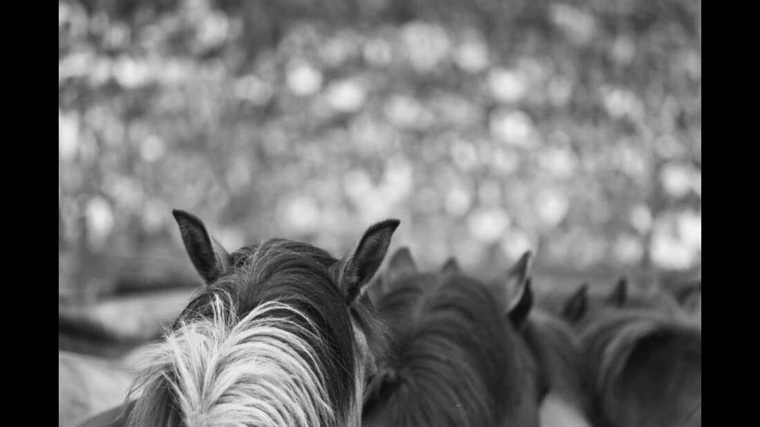 CAV Dülmener Wildpferde Rasse Pferd