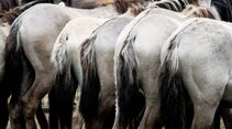 CAV Dülmener Wildpferde Rasse Pferd