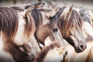 CAV Dülmener Wildpferde Rasse Pferd