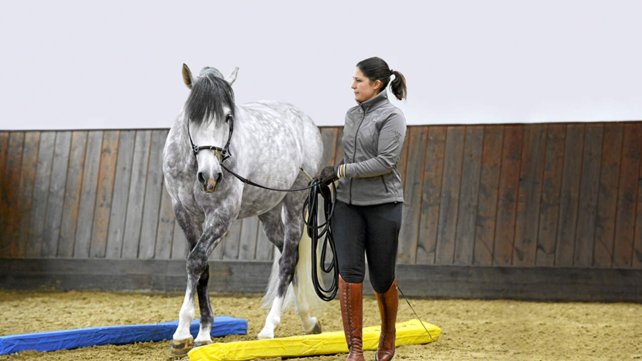 Equikinetic Pferd Richtig Stellen