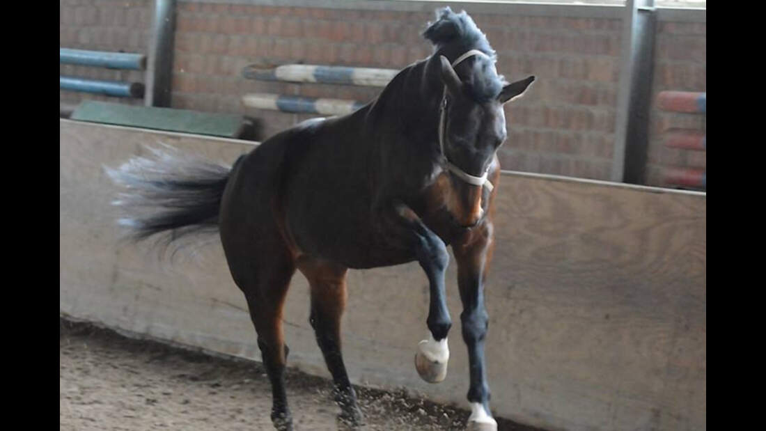 CAV-Fanpferd-Berni