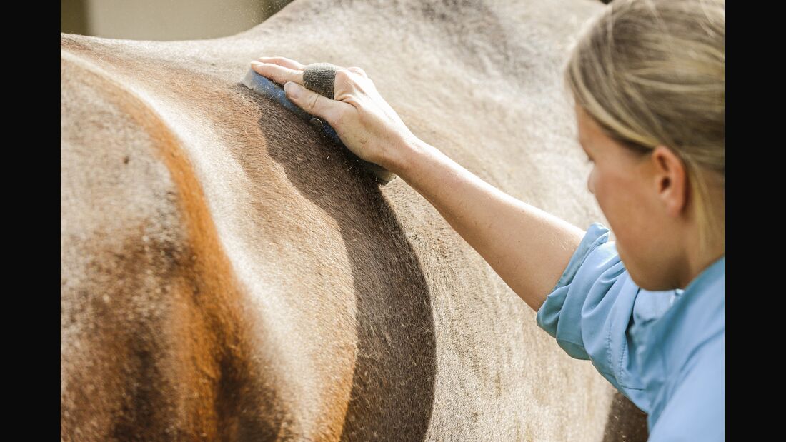 CAV Faszien Pferd Training Pflege Aufmacher