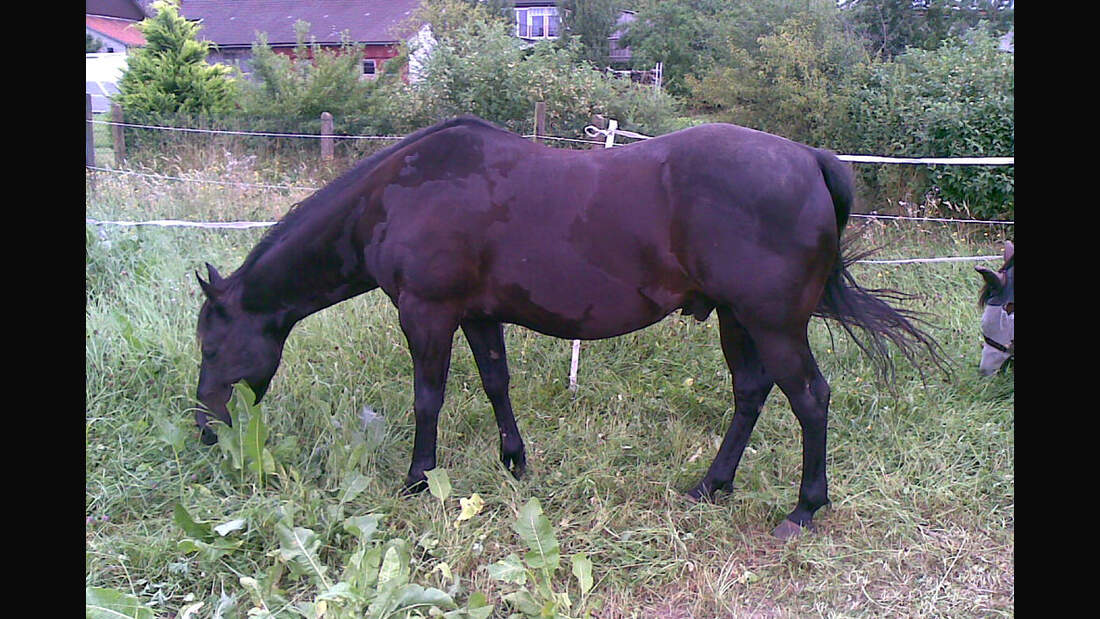 CAV-Fellfarbe-Dieter-Plettenberg