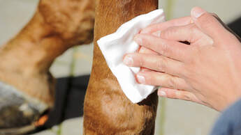 CAV Fessel Pferd Verband