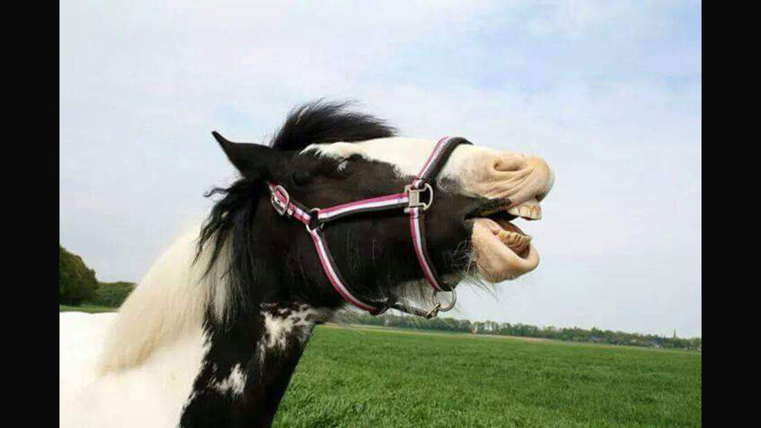 CAV Flehmen Leserfotos Melanie