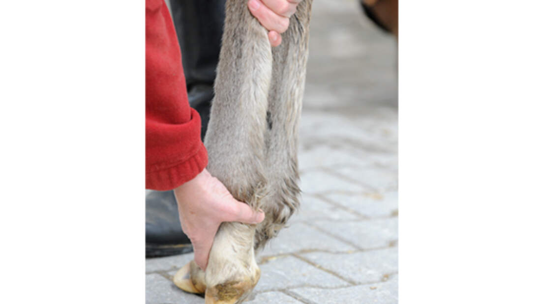 Fohlen auf den Schmied vorbereiten | cavallo.de