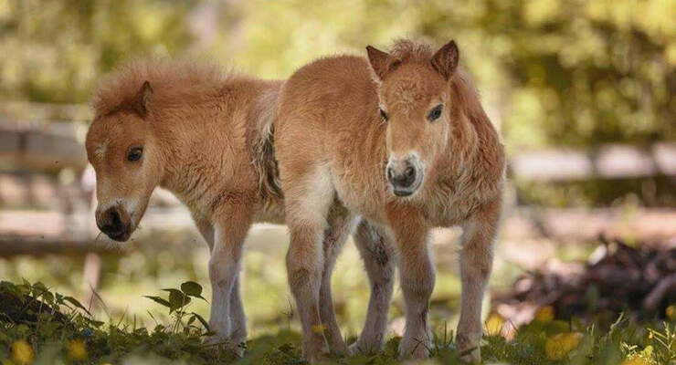 So Wird Der Traum Vom Eigenen Fohlen Wahr Cavallo De