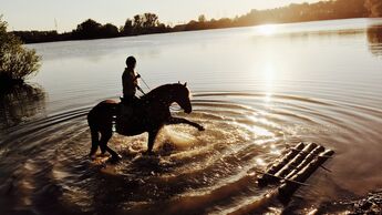 CAV Fotowettbewerb BR Pferde baden Julia Neubert